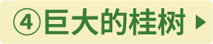 ④桂の巨木