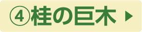④桂の巨木